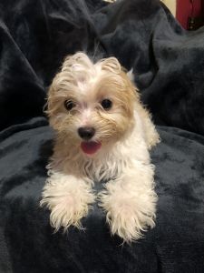 Morkie puppies