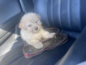 Buddy seeking loving home