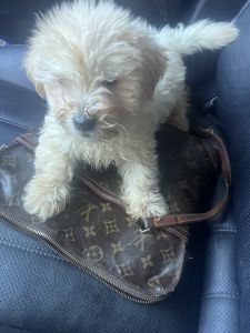 Buddy is seeking a lovable home