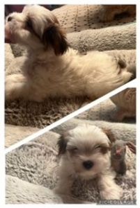 Morkie Puppies