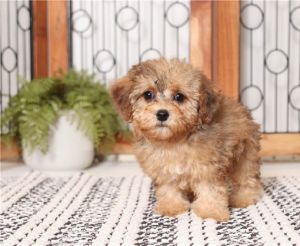 Adorable Morkie Puppies