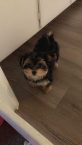 Morkie for sale