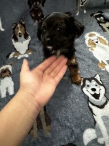 MORKIE PUPPIES