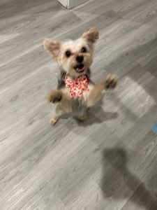 Male Morkie for Sale