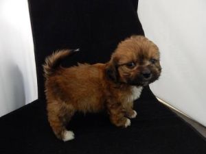 George- Male Morkie/Shih Tzu