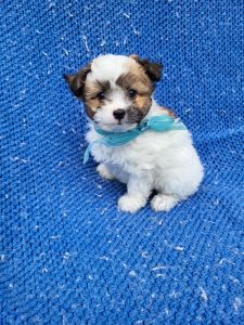 Morkie Puppies for sale in La Habra Heights, CA, USA. price: $999