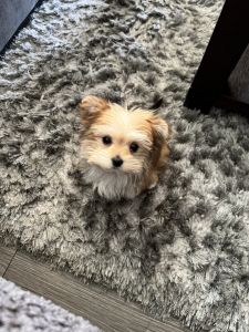 Teacup morkie female puppy - 16 weeks old