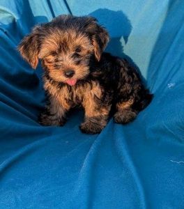 Morkie puppies