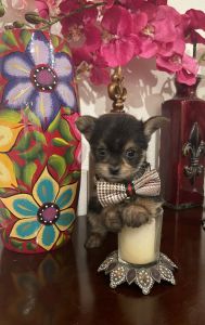 Teddy bear face morkies