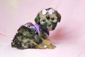 Cute Morkie Puppies