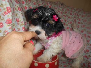 Toy Morkie Nonshed Vet Certified 8wks old
