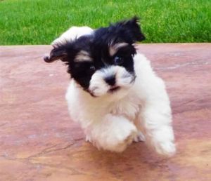 Morkie male puppy 12 weeks old