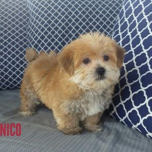 NICO MORKIE MALE