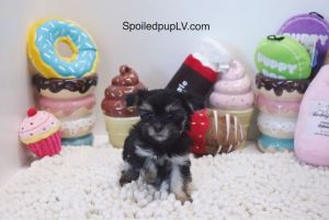 Morkie - Sprouts - Male