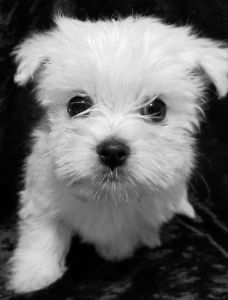 Morkie puppies