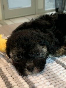 Adorable Morkie Puppy