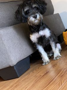 Female Morkie