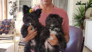 Tuxedo marking Male morkie