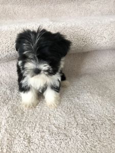 Female Morkie Puppy