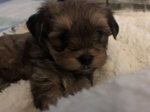 Morkie puppy