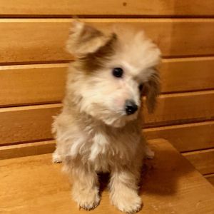 Morkie for sale