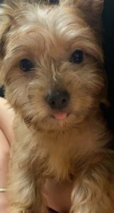 11 week old Morkie Puppy