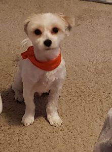 2 year white morkie for sale