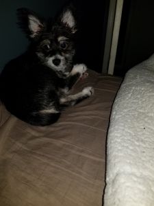 Morkie for sale