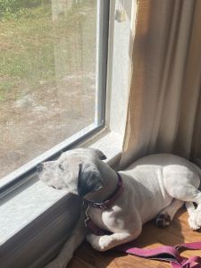 White and black puppy