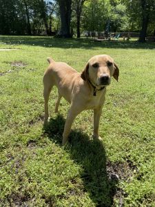 Three-year old full blood mountain cur
