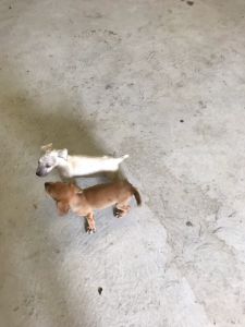 For sale 7 week mountain cur