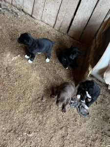 Mountain Cur Pups