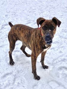 Mountain Cur female for sale