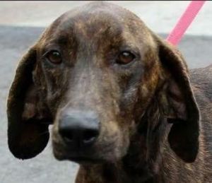 Sweetwater Valley Dog Rescue