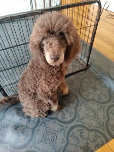 Chocolate moyen poodle