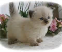 Gorgeous munchkin short leg kittens ***