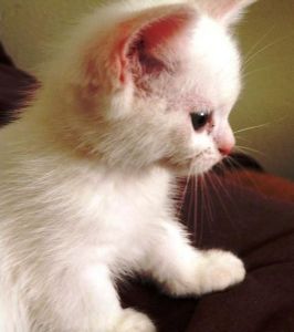 Stunning Munchkin Kittens Available