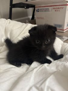 Scottish kilt kitten