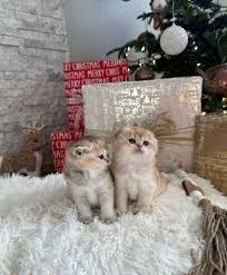 Munchkin kittens for sale