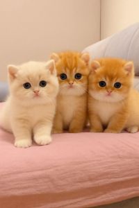 Adorable Munchkin kittens