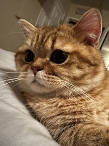 Golden Scottish Persian munchkin