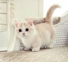 munchkin kittens for sale.