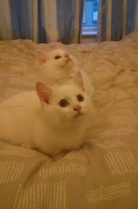 Standard Scottish Fold Munchkin Cats