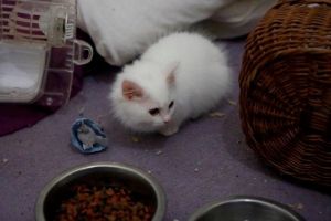 Beautiful Munchkin kittens for sale.