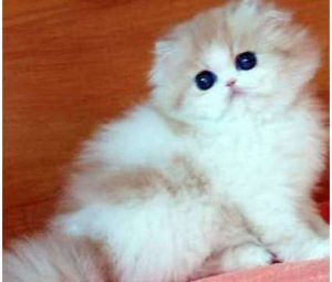 yzwxy Wonderful Munchkin Kittens now ready(***) ***-***4