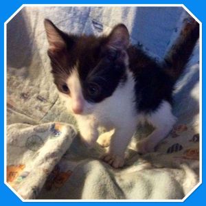 Standard male Munchkin