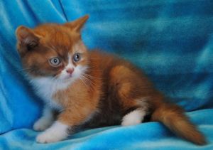 Stunning Munchkin Kittens Text (***) ***-***9