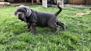 Creative Neapolitan Mastiff Puppies