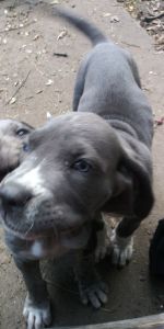 Female Daniff pups Great Dane/Mastiff