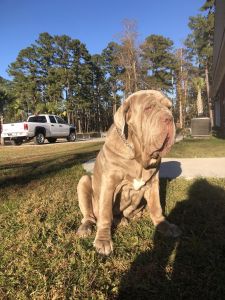Neapolitan Mastiff